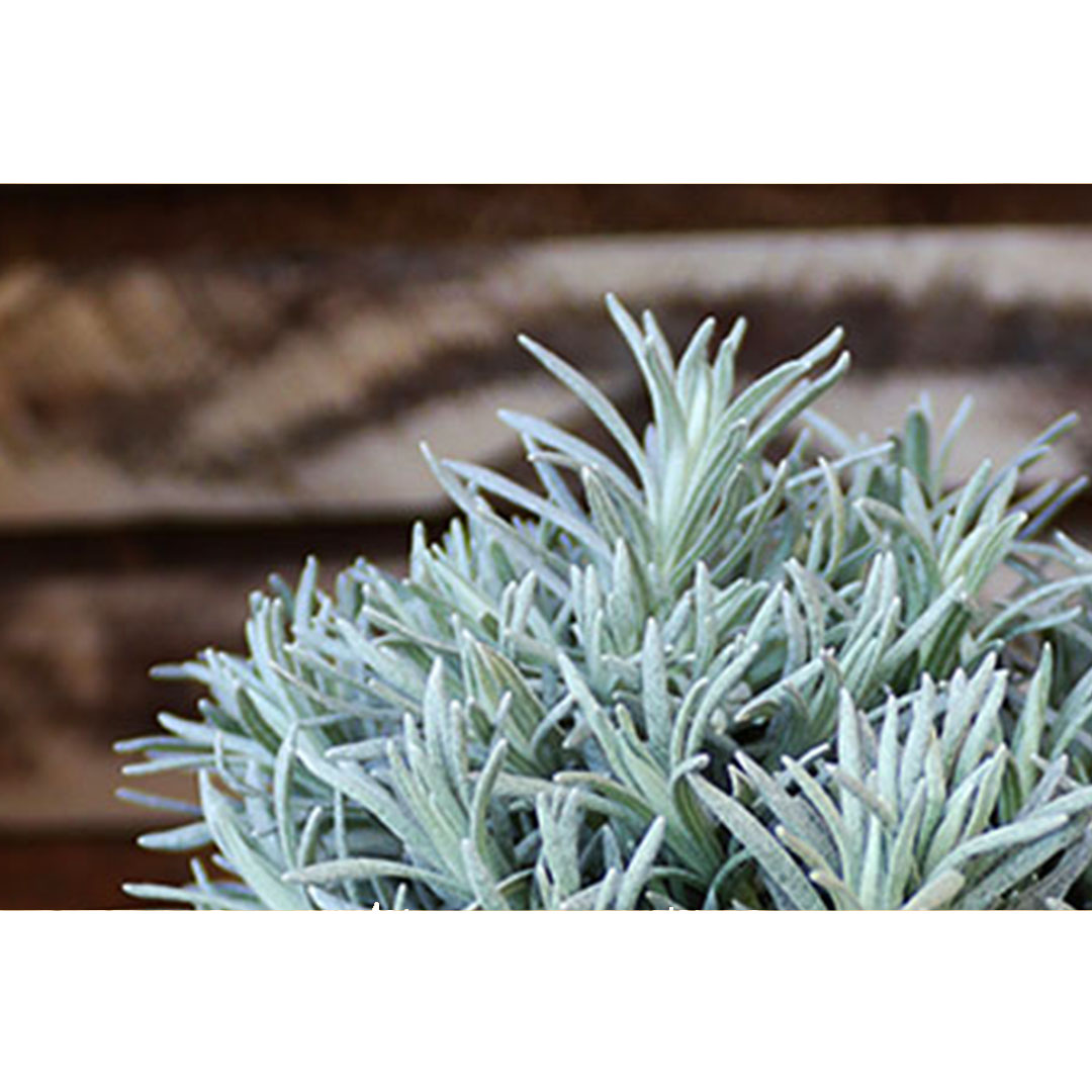 Kari helichrysum italicum | záhradníctvo garden team Kari helichrysum italicum