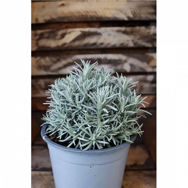 Kari Helichrysum italicum