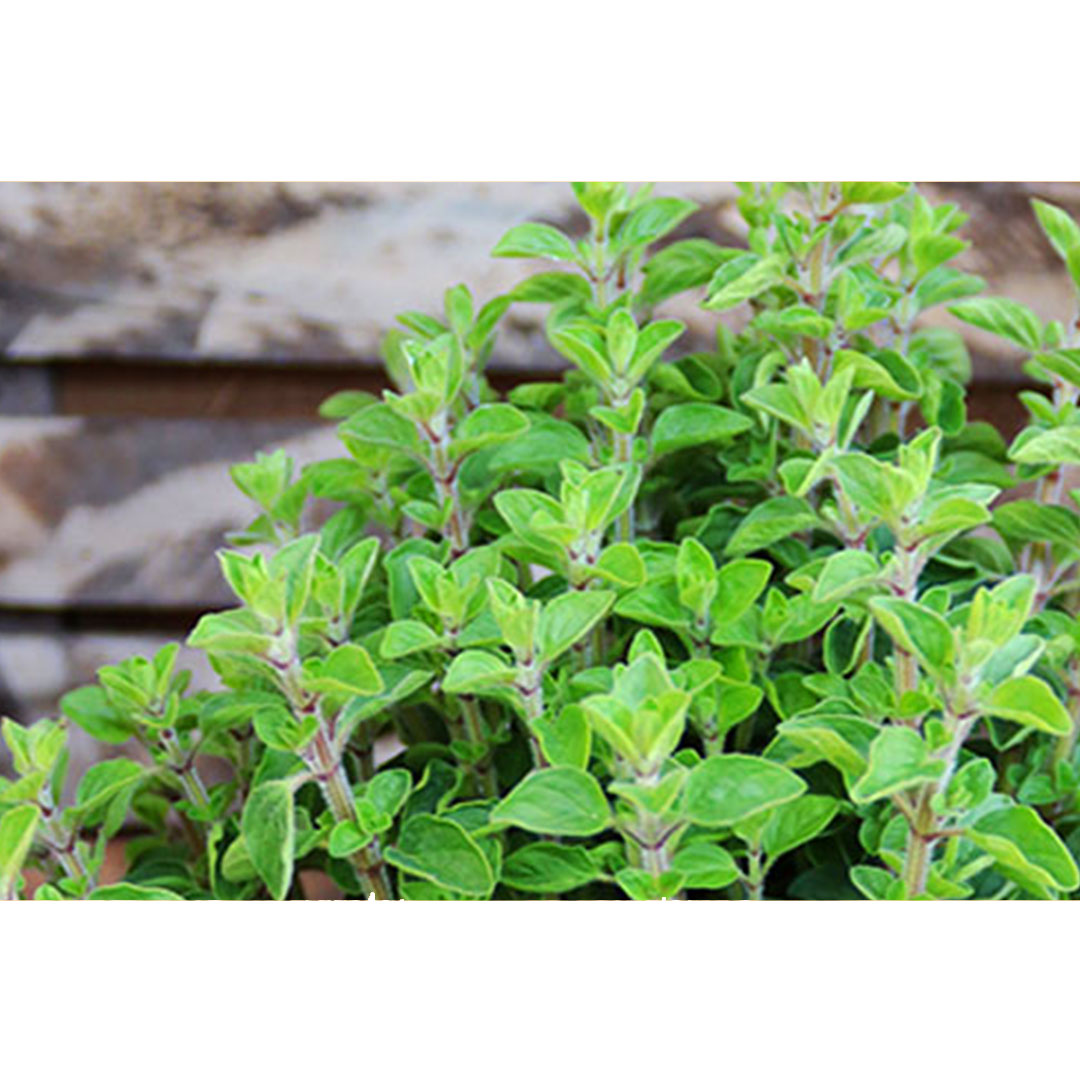 Majoránka origanum majorana | záhradníctvo garden team Majoránka origanum majorana