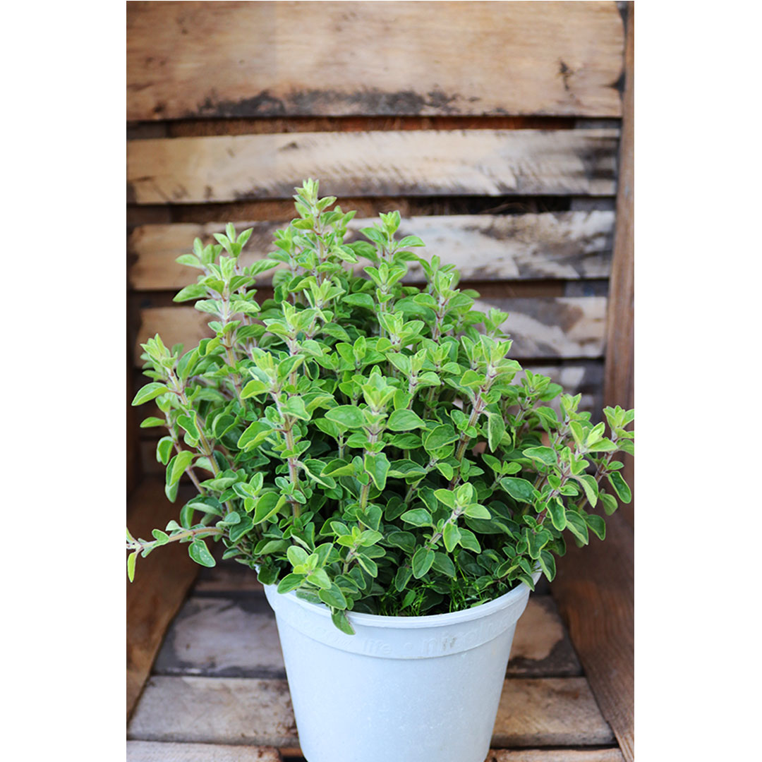 Majoránka origanum majorana | záhradníctvo garden team Majoránka origanum majorana