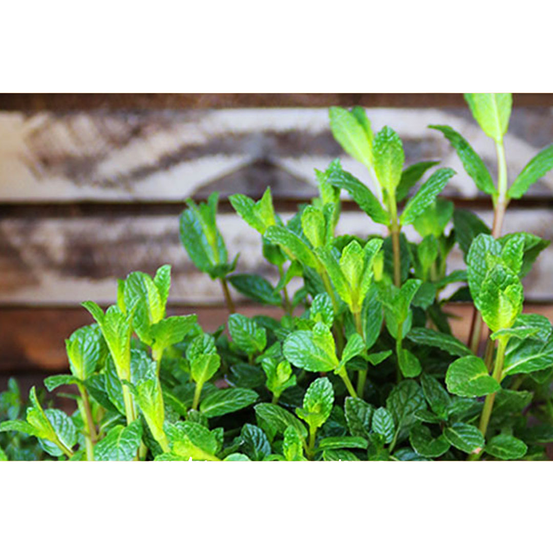 Mäta prieporná peppermint | záhradníctvo garden team Mäta prieporná peppermint