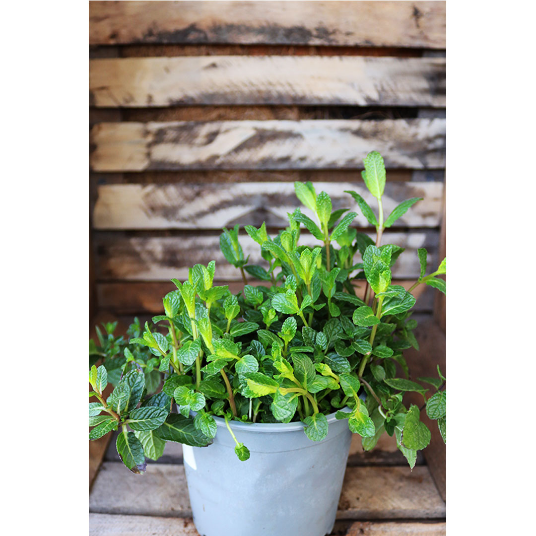 Mäta prieporná peppermint | záhradníctvo garden team Mäta prieporná peppermint