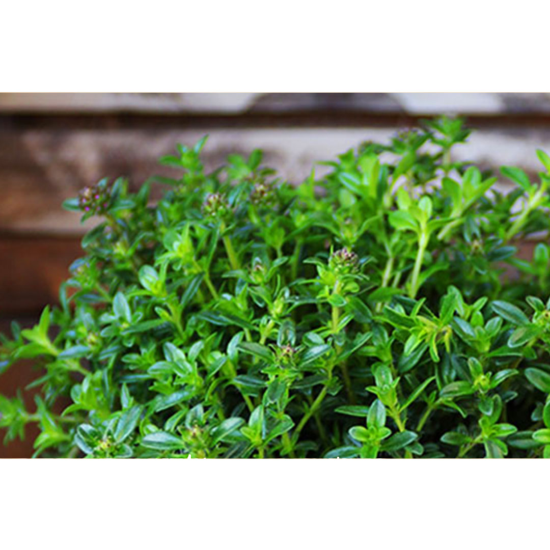 Materina dúška thymus serpyllum | záhradníctvo garden team Materina dúška thymus serpyllum