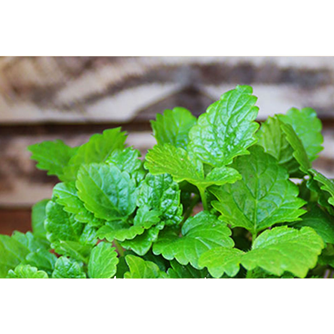 Medovka lekárska melisa officinalis | záhradníctvo garden team Medovka lekárska melisa officinalis