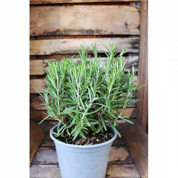 Rozmarín lekársky Rosmarinum officinalis