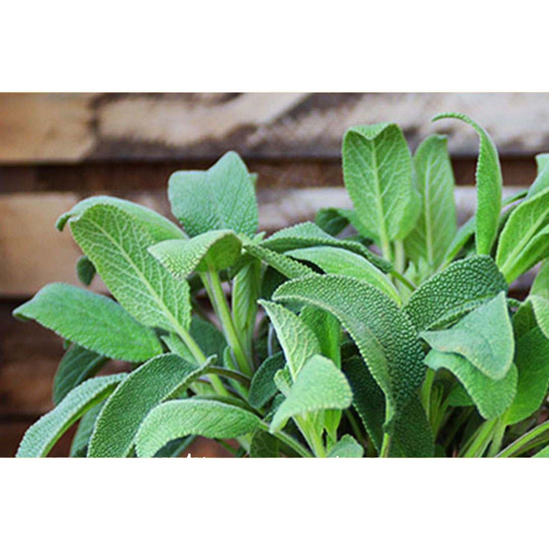 Šalvia lekárska salvia officinalis | záhradníctvo garden team Šalvia lekárska salvia officinalis