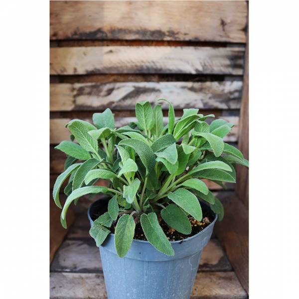 Šalvia lekárska Salvia officinalis