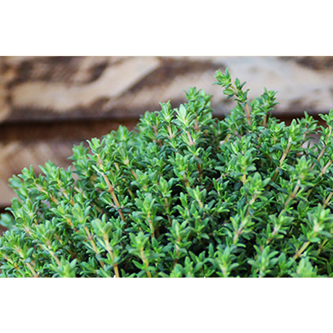 Tymián obyčajný faustini thymus | záhradníctvo garden team Tymián obyčajný faustini thymus
