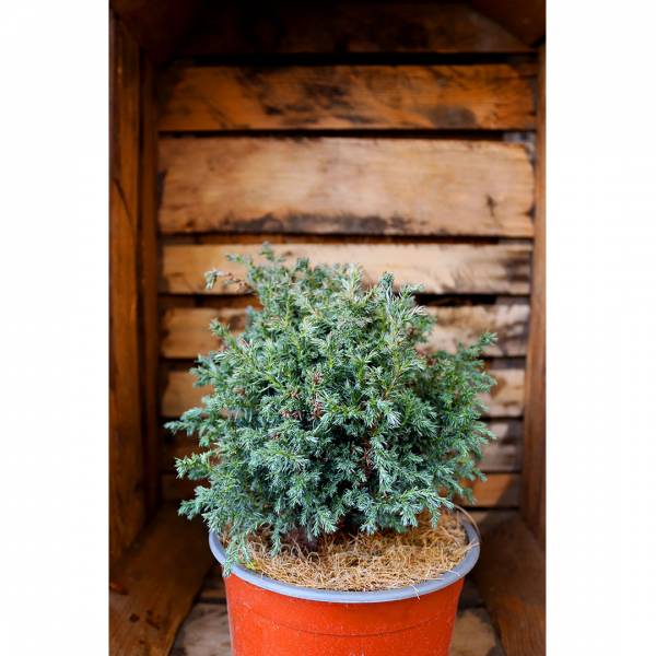 Chamaecyparis pisifera baby blue 2l