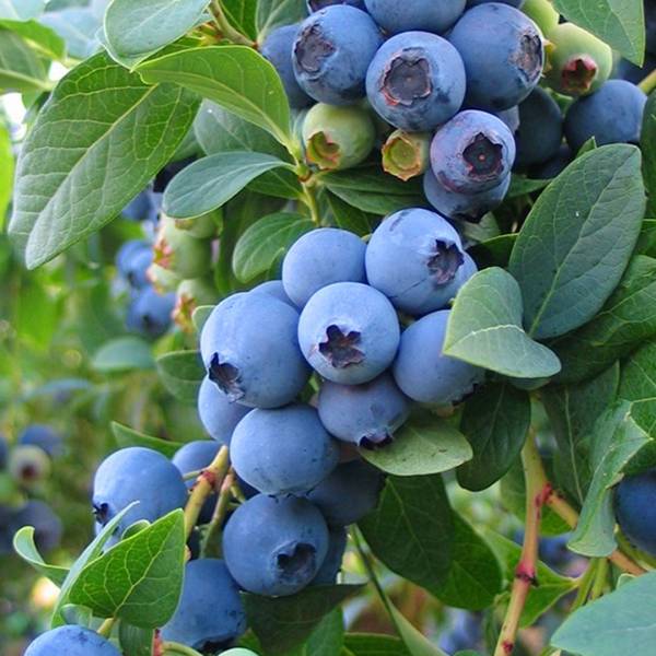 Čučoriedka kanadská bluecrop stredne skorá | záhradníctvo garden team Čučoriedka kanadská bluecrop stredne skorá