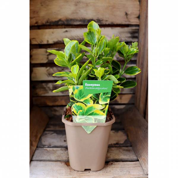 Euonymus Japonicus Aureomarginatus