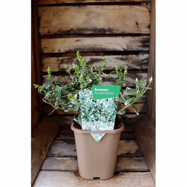Euonymus emerald gaiety