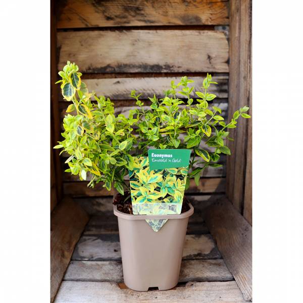 Euonymus emerald 'n' gold