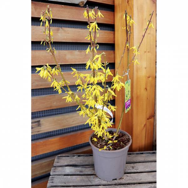 Forsythia intermedia spectabilis