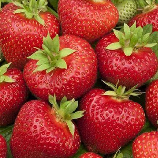 Jahoda korona multipack 10ks | záhradníctvo garden team Jahoda korona multipack 10ks