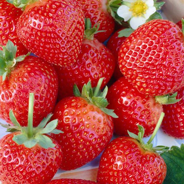Jahoda ostara stáleplodiaca multipack 10ks | záhradníctvo garden team Jahoda ostara stáleplodiaca multipack 10ks