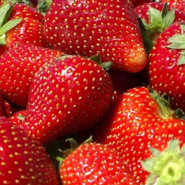 Jahoda Vima Rina stáleplodiaca multipack 10ks