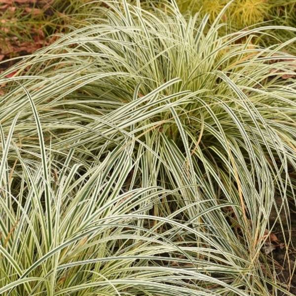 Carex Feather Falls