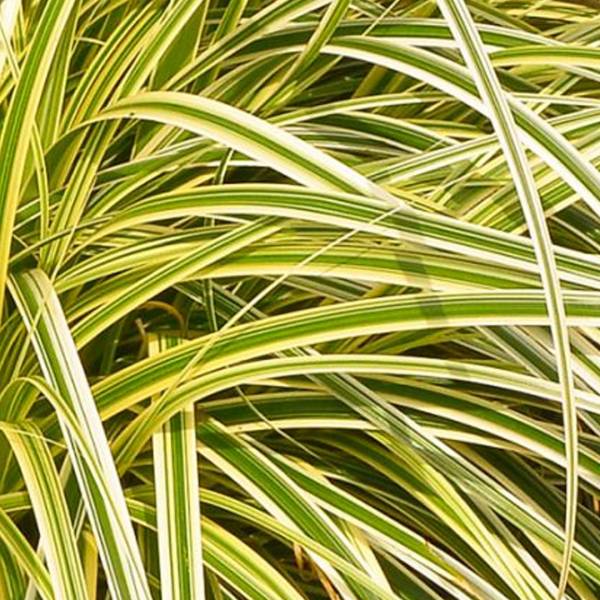 Carex morrowii Everglow