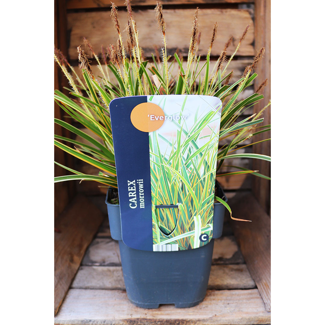 Carex morrowii everglow | záhradníctvo garden team Carex morrowii everglow