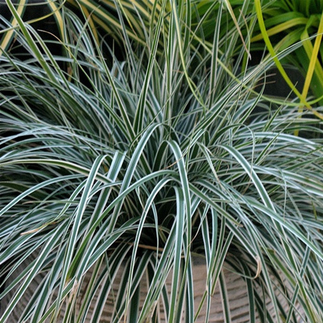 Carex oshimensis everest | záhradníctvo garden team Carex oshimensis everest