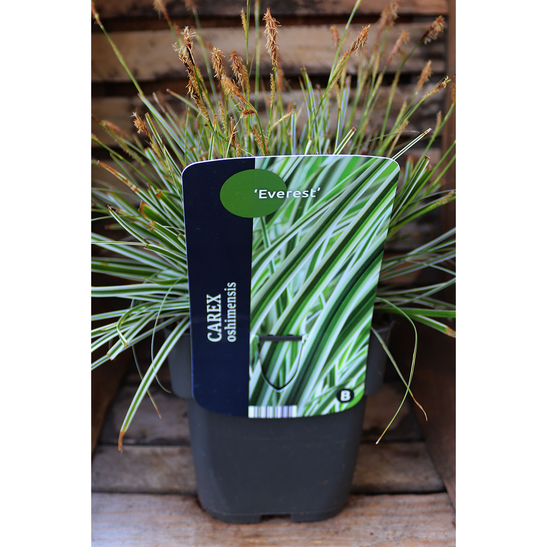 Carex oshimensis everest | záhradníctvo garden team Carex oshimensis everest