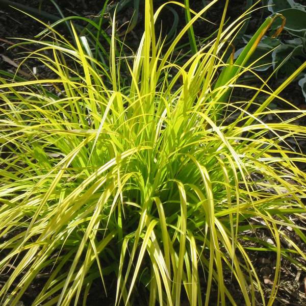 Carex oshimensis Everillo