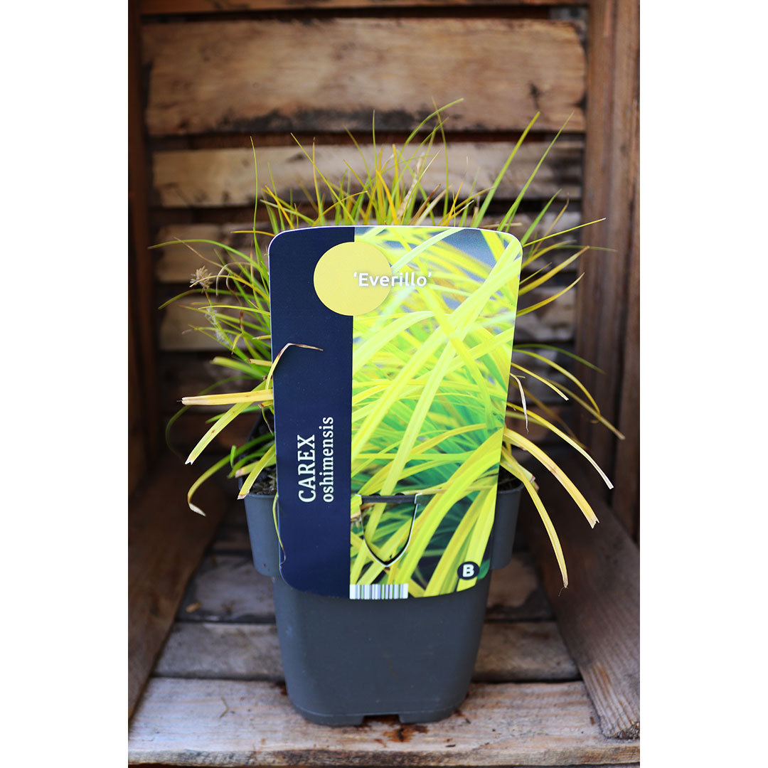 Carex oshimensis everillo | záhradníctvo garden team Carex oshimensis everillo