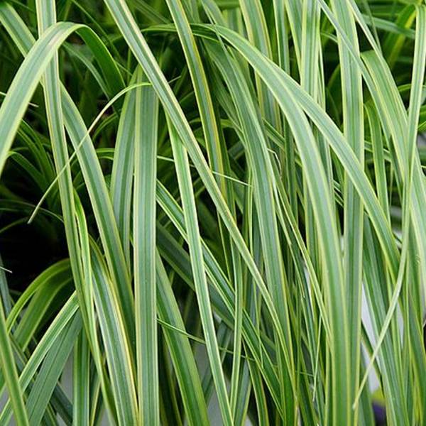Carex oshimensis Everlime