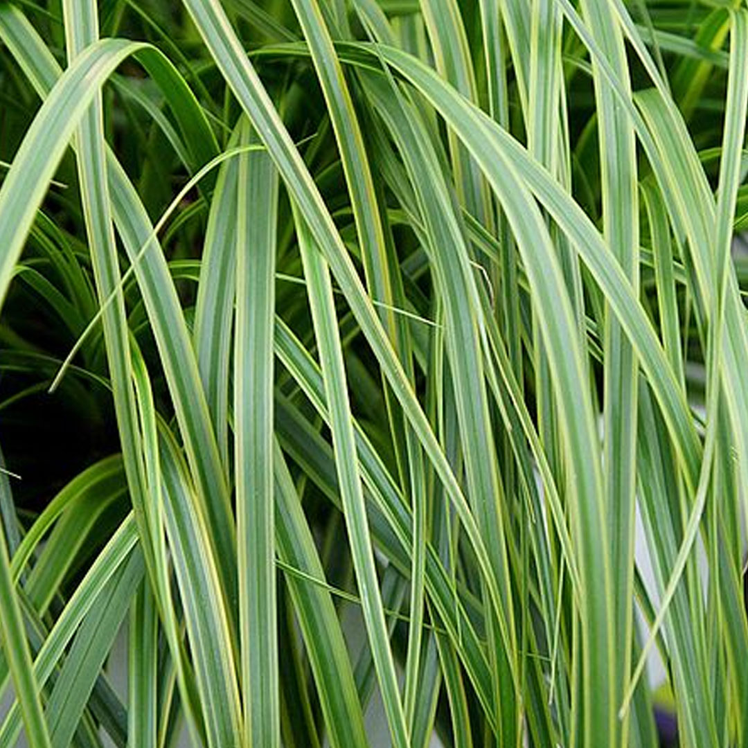 Carex oshimensis everlime | záhradníctvo garden team Carex oshimensis everlime