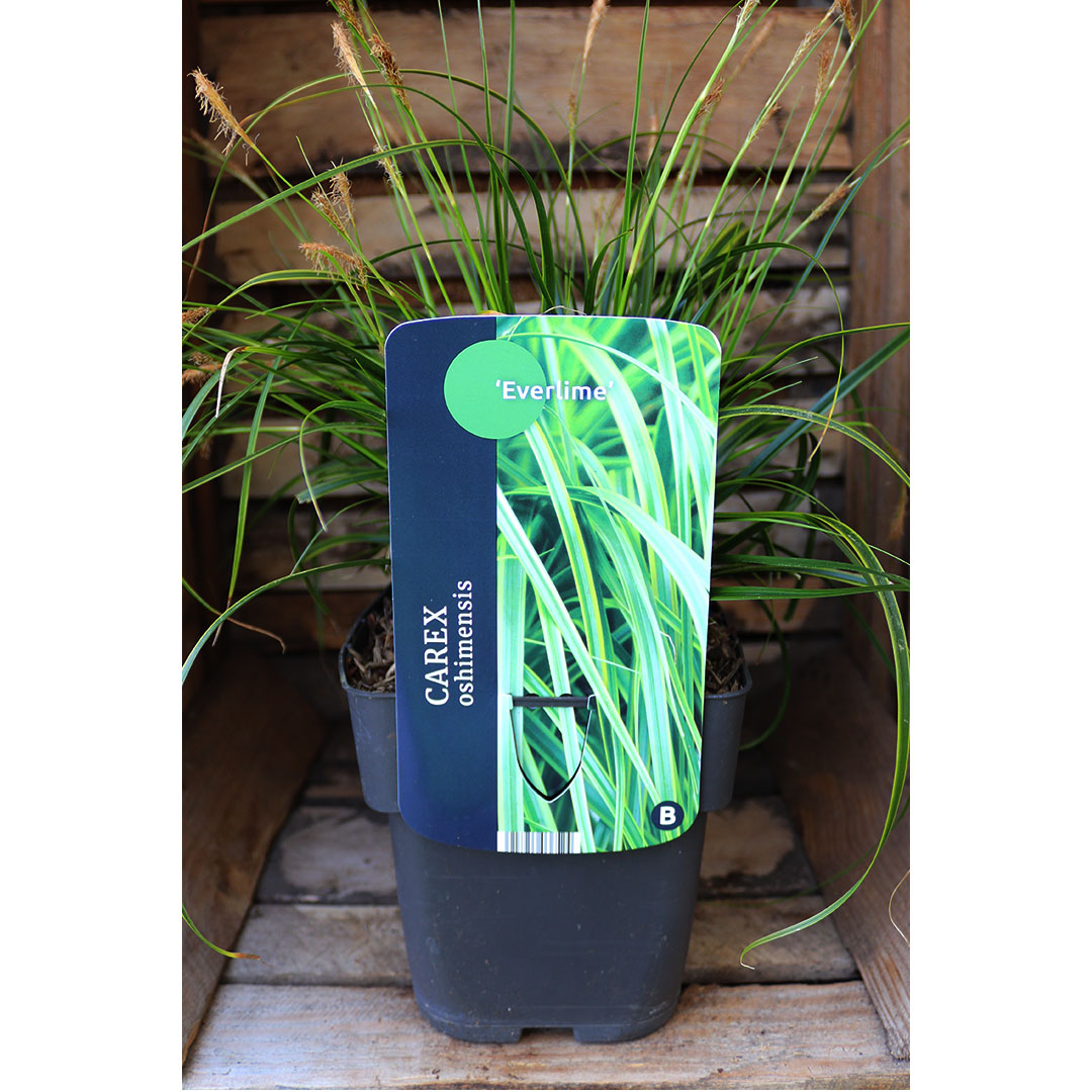 Carex oshimensis everlime | záhradníctvo garden team Carex oshimensis everlime