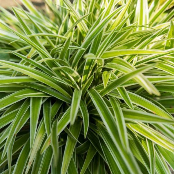 Carex oshimensis Eversheen