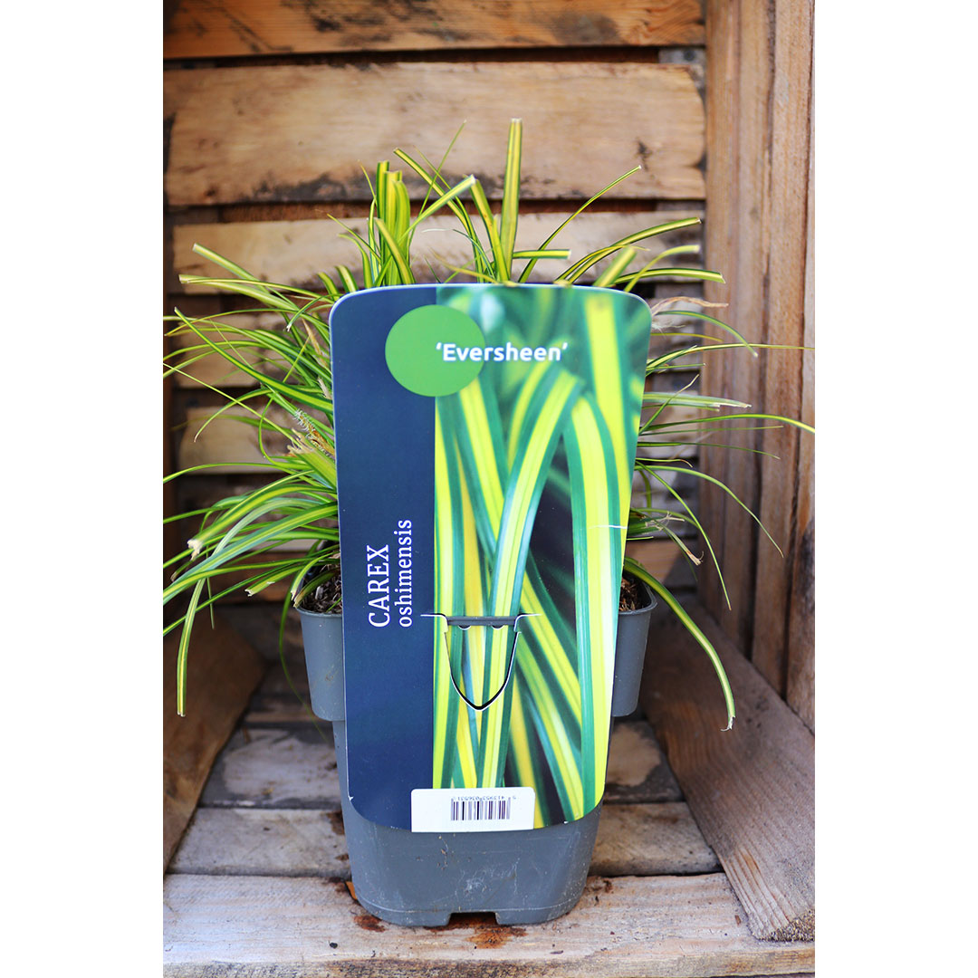 Carex oshimensis eversheen | záhradníctvo garden team Carex oshimensis eversheen