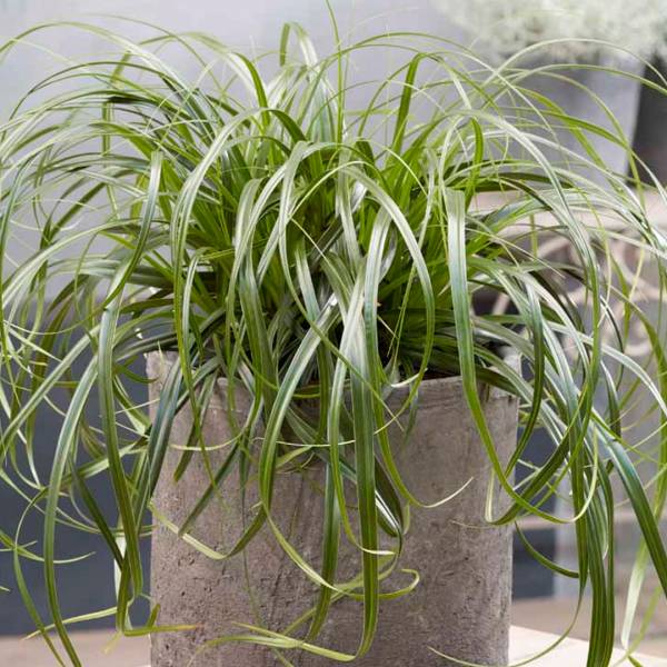 Carex Ribbon Falls