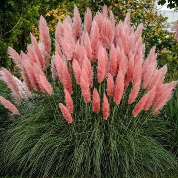 Cortaderia selloana Pink Phantom