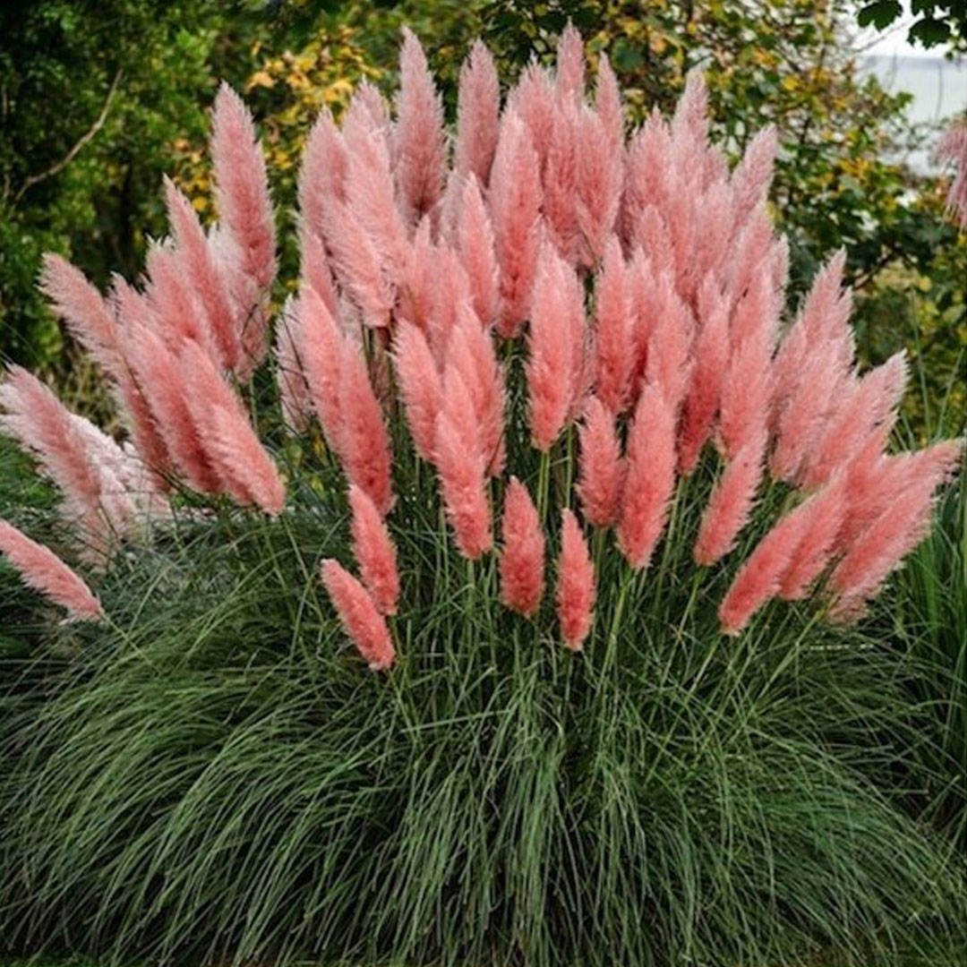 Cortaderia selloana pink phantom | záhradníctvo garden team Cortaderia selloana pink phantom