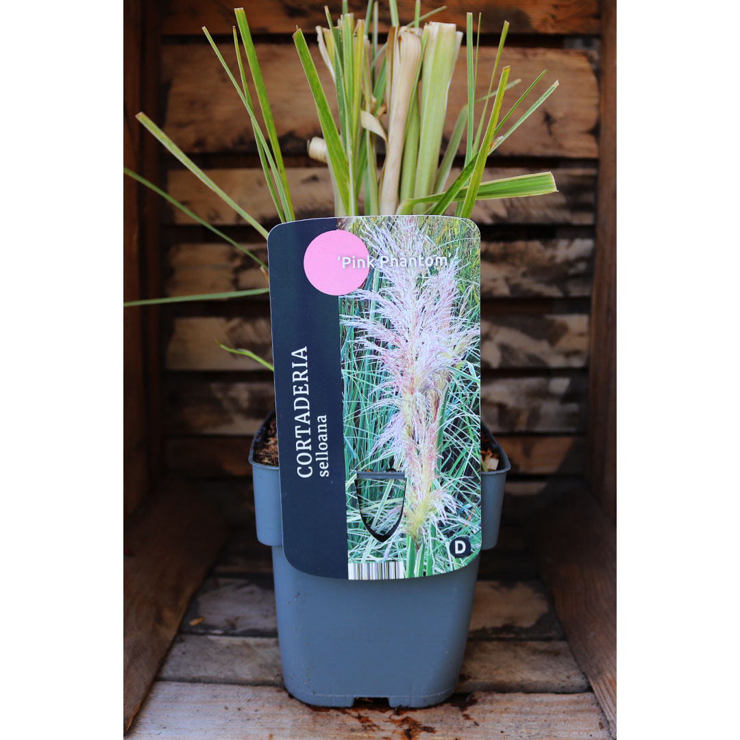 Cortaderia selloana pink phantom | záhradníctvo garden team Cortaderia selloana pink phantom