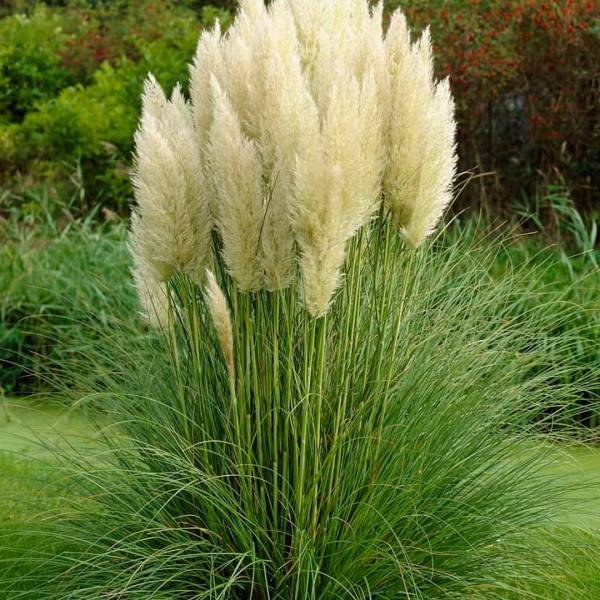 Cortaderia selloana Pumila