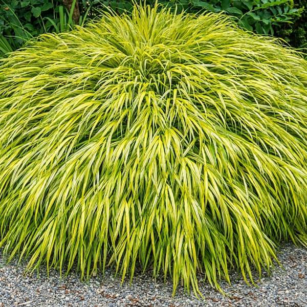 Hakonechloa macra Aureola