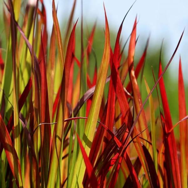 Imperata cylindrica Red Baron