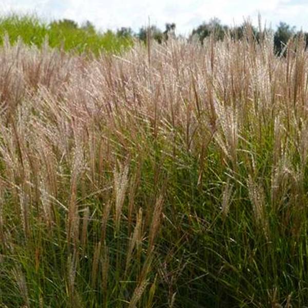 Miscanthus sinensis Aperitif