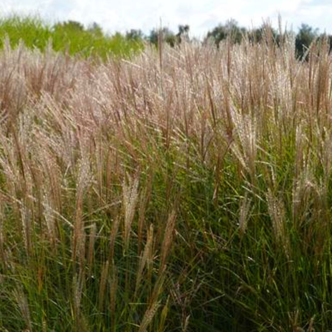 Miscanthus sinensis aperitif | záhradníctvo garden team Miscanthus sinensis aperitif