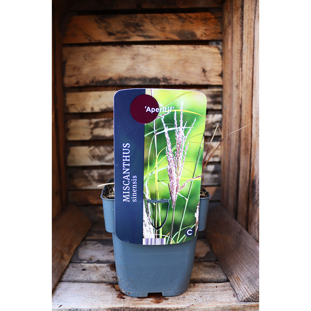 Miscanthus sinensis aperitif | záhradníctvo garden team Miscanthus sinensis aperitif