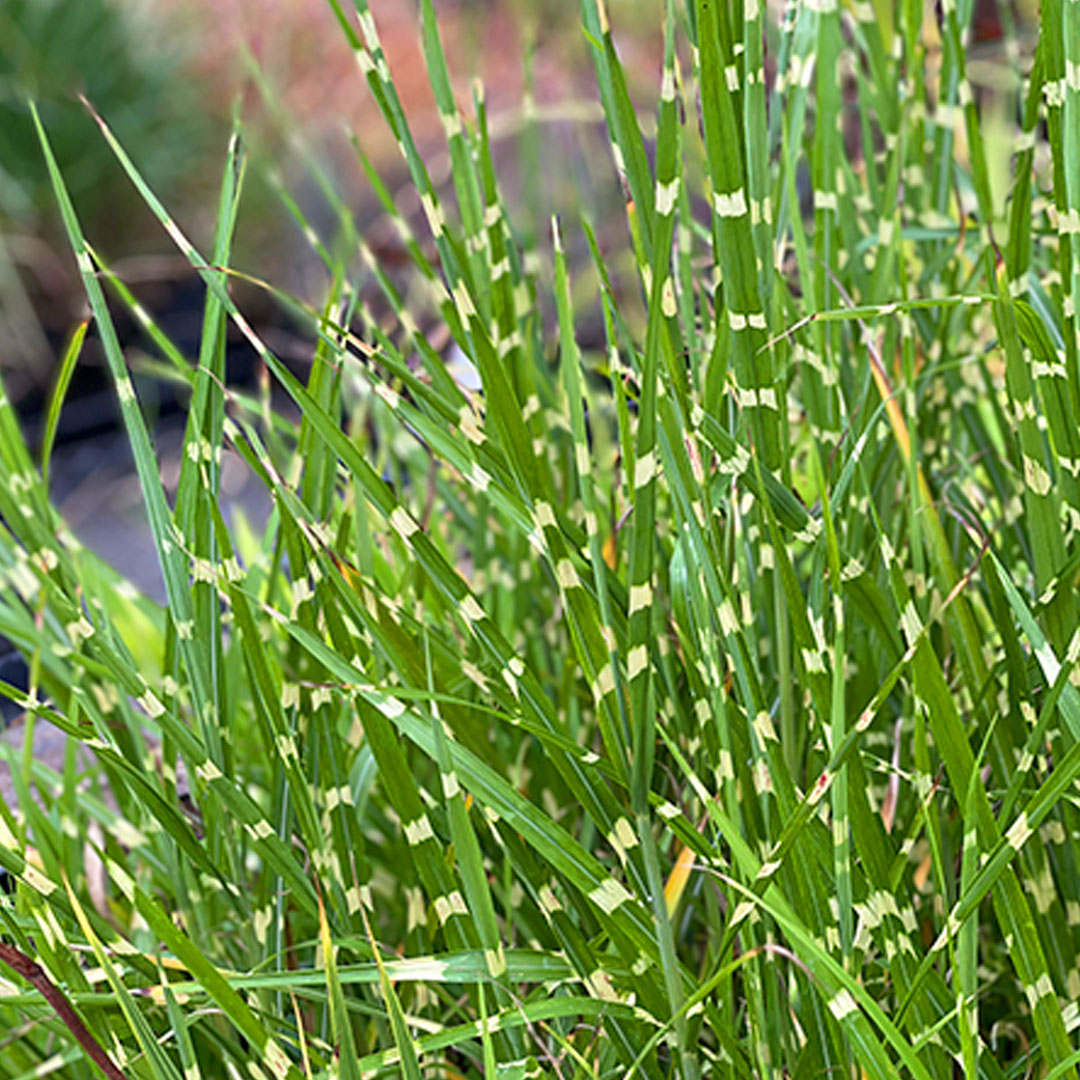 Miscanthus sinensis strictus | záhradníctvo garden team Miscanthus sinensis strictus