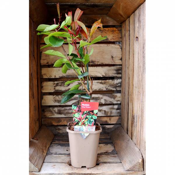 Photinia Red Robin Red
