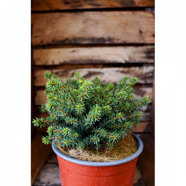 Picea abies Little Gem 2l