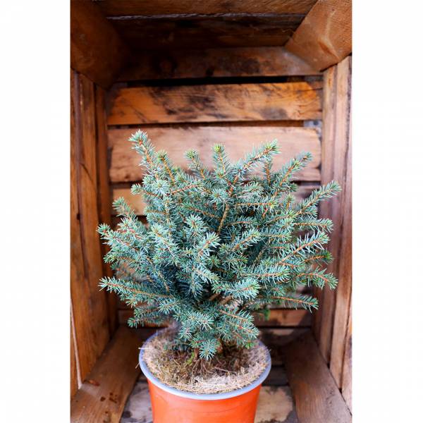Picea abies Nidiformis 2l