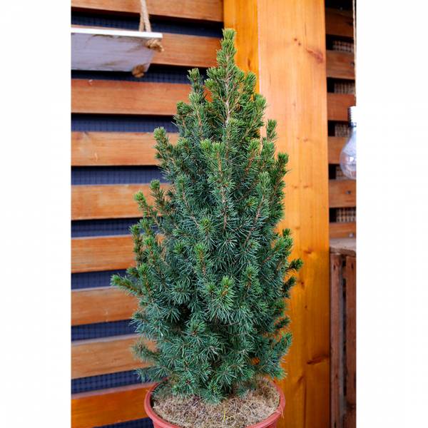Picea glauca Conica 5l