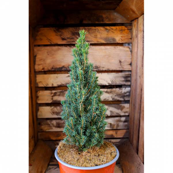 Picea glauca Sanders Blue 2l