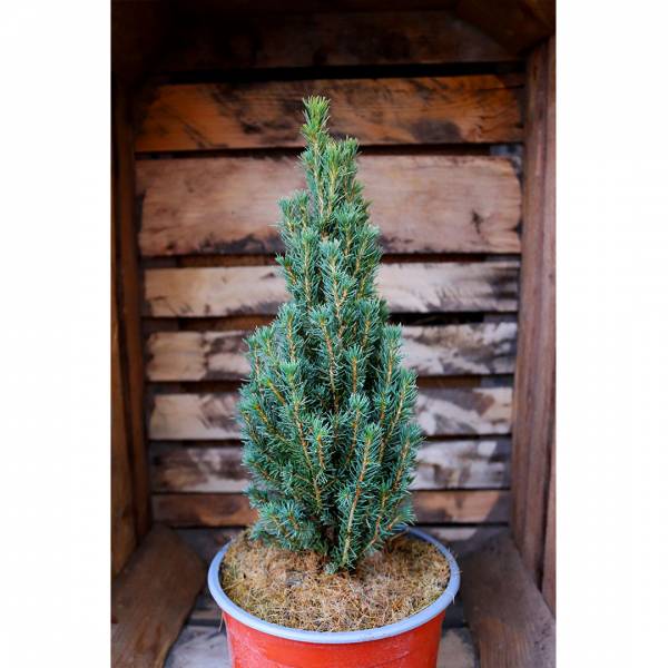 Picea glauca Zuckerhut 2l